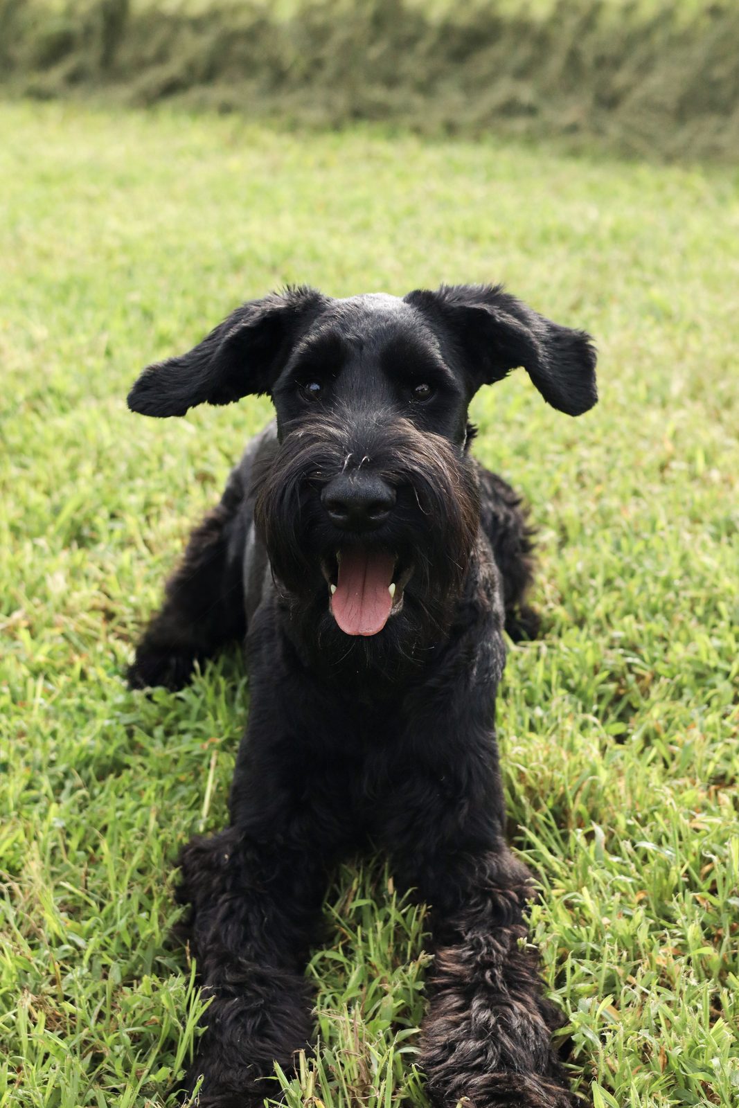 A shaggy black puppy lying on bright green grass