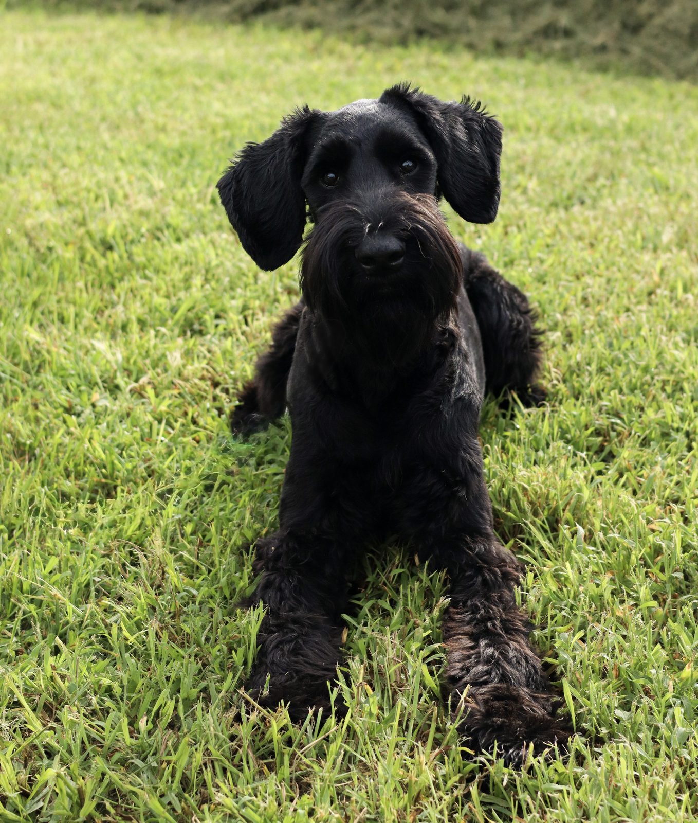 A shaggy black puppy sitting upright on grass