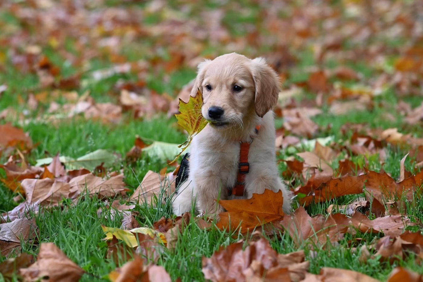 A golden retriever puppy in a harness sitting among autumn leaves