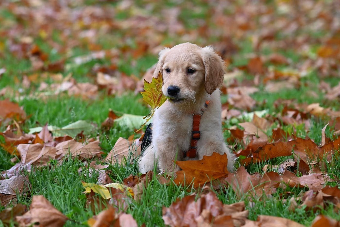 A golden retriever puppy sitting in fallen leaves on green grass