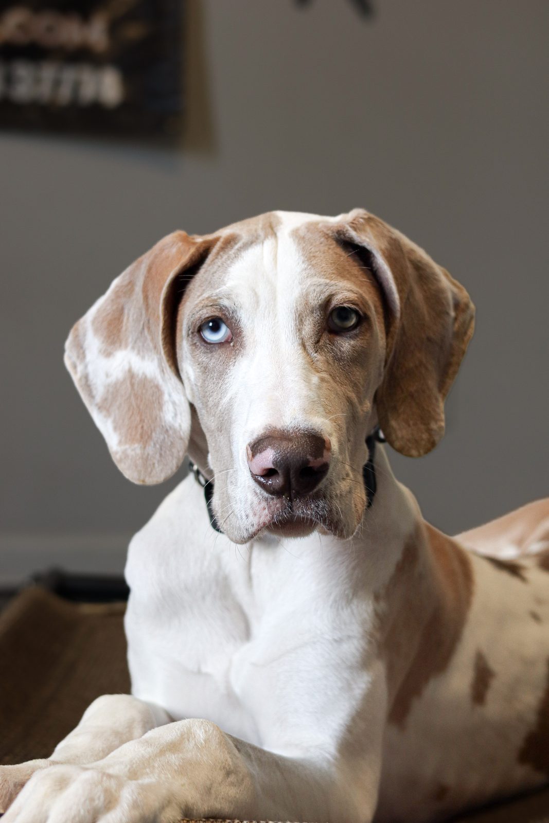 A close view of a liver and white puppy with floppy ears and a blue eye